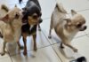 Ashdod : 43 chiens chihuahua ont été sauvés d’un appartement et transférés dans un établissement protégé