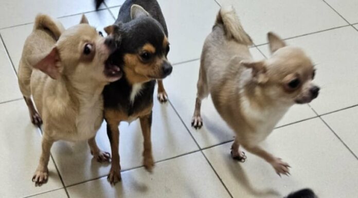 Ashdod : 43 chiens chihuahua ont été sauvés d’un appartement et transférés dans un établissement protégé