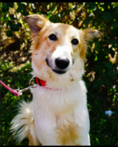 Ashdod - Vaccins et règlementation canine