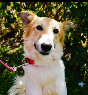 Ashdod – Vaccins et règlementation canine