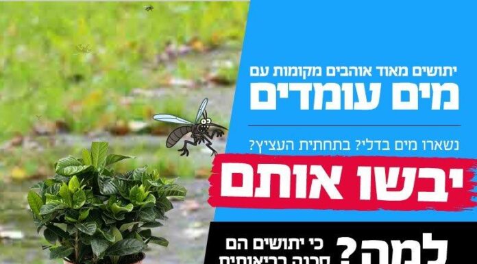 Ashdod : De cette façon, nous passerons l’été sans piqûres