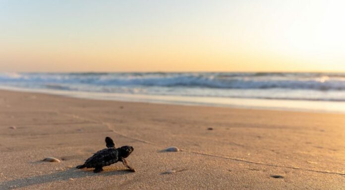 Les tortues marines sont amoureuses à Ashdod : un record de ponte historique en 2024