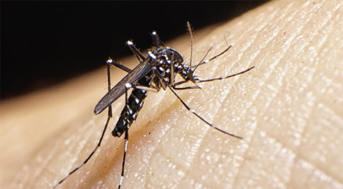 Comment prévenir les nuisances liées aux moustiques et les maladies associées ?