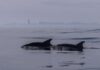 Scène rare au large des côtes d’Ashdod : un espadon observé lors d’un recensement de dauphins