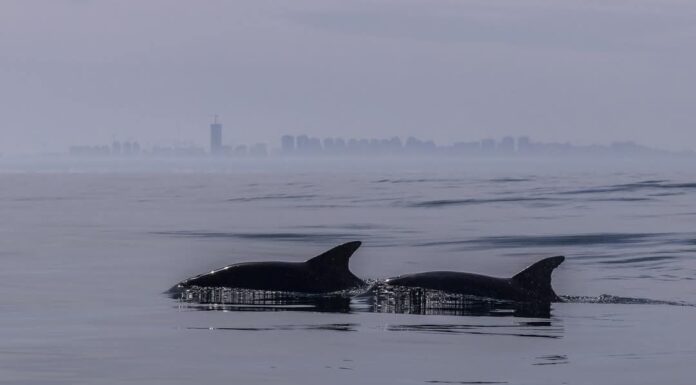 Scène rare au large des côtes d’Ashdod : un espadon observé lors d’un recensement de dauphins