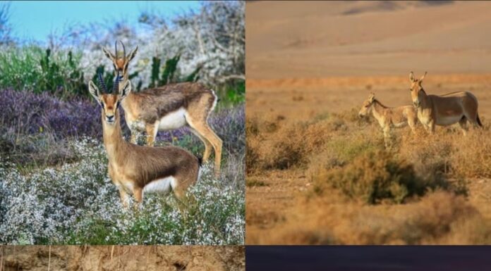 Avec respect pour la nature : entre amour de la terre et art photographique de Noam Aharon
