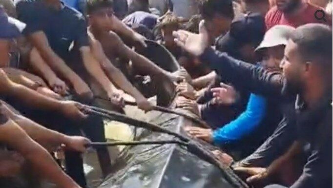 Triste fin : le requin-baleine repéré au large d’Ashdod a trouvé la mort au large de Gaza
