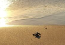 Une première mondiale : Le Centre national de sauvetage des tortues marines va éclore en Israël