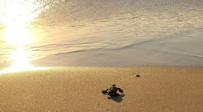 Une première mondiale : Le Centre national de sauvetage des tortues marines va éclore en Israël