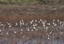 Le grand spectacle du ciel israélien : des centaines de millions d’oiseaux migrateurs survolent le pays