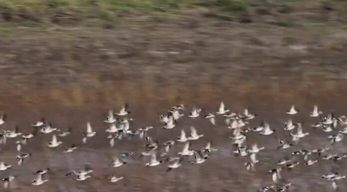 Le grand spectacle du ciel israélien : des centaines de millions d’oiseaux migrateurs survolent le pays