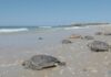 Ashdod : sauvée des déchets, la tortue « Yam » retrouve la mer
