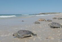 Ashdod : sauvée des déchets, la tortue « Yam » retrouve la mer