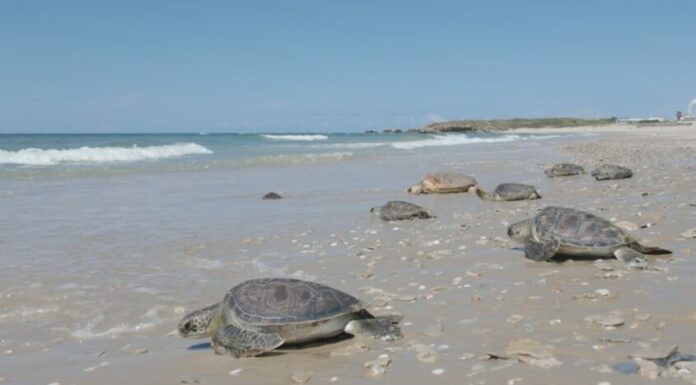 Ashdod : sauvée des déchets, la tortue « Yam » retrouve la mer