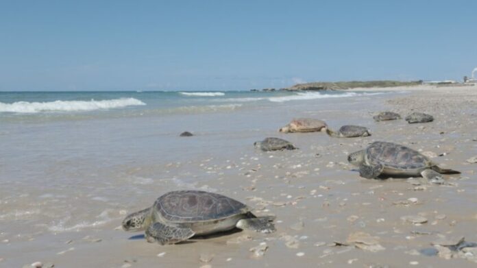 tortues ashdod1