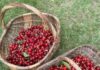 Cueillette de cerises: 5 endroits magnifiques pour savourer ce fruit délicieux