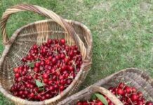 Cueillette de cerises: 5 endroits magnifiques pour savourer ce fruit délicieux