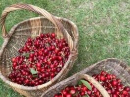 Cueillette de cerises: 5 endroits magnifiques pour savourer ce fruit délicieux