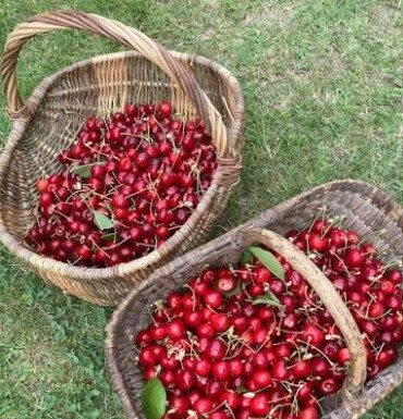 Cueillette de cerises: 5 endroits magnifiques pour savourer ce fruit délicieux