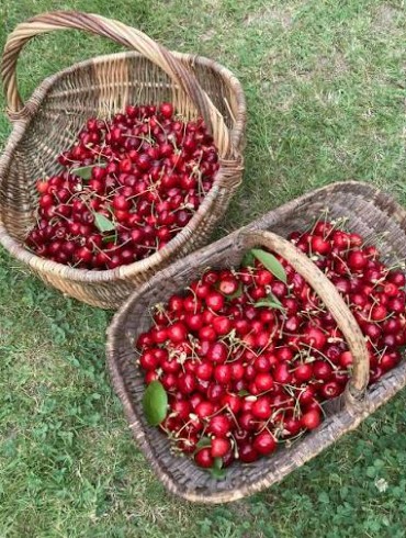 cerises
